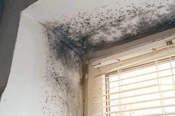 Affordable Mold Remediation solutions in Mount Laurel, NJ