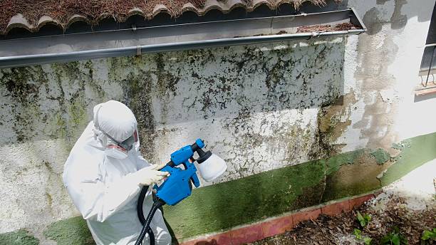 Top rated local Mold Remediation specialists in Mount Laurel, NJ